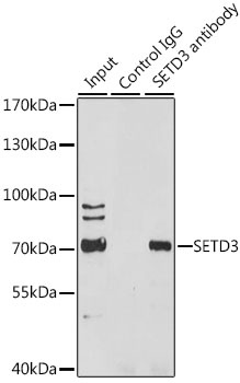 SETD3 Antibody