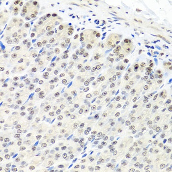 CNOT8 Antibody