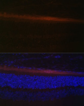 RDH5 Antibody