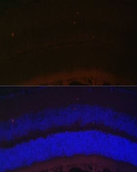 RDH5 Antibody