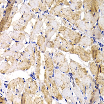 MBNL1 Antibody