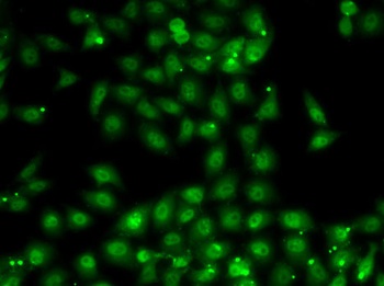 MBNL1 Antibody