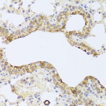 PDK3 Antibody