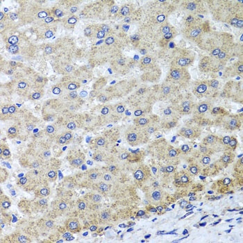 OSGEPL1 Antibody