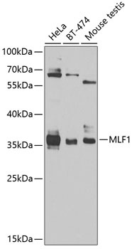 MLF1 Antibody