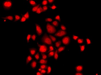 MLF1 Antibody