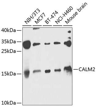 CALM2 Antibody