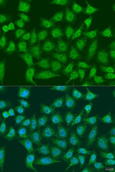 EGLN3 Antibody