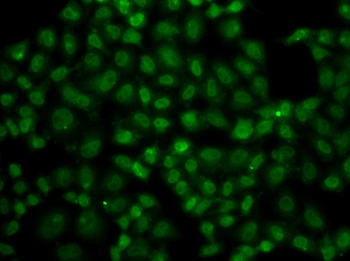 USP26 Antibody