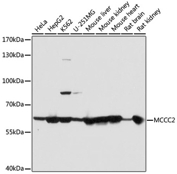 MCCC2 Antibody
