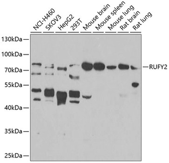RUFY2 Antibody