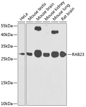 RAB23 Antibody