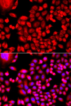 MTHFD1L Antibody