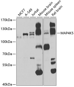 MAP4K5 Antibody