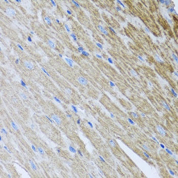 MTX2 Antibody