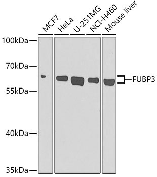 FUBP3 Antibody