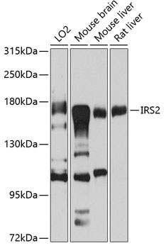 IRS2 Antibody