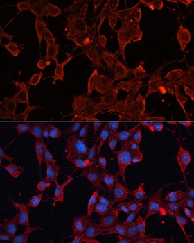 ADAM12 Antibody