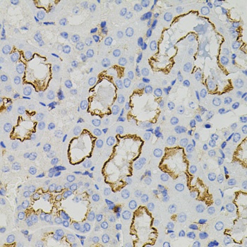 STX1A Antibody