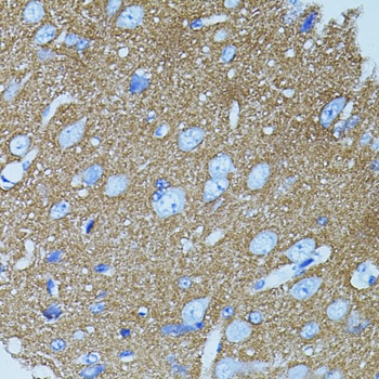 STX1A Antibody
