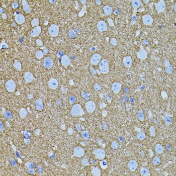 STX1A Antibody