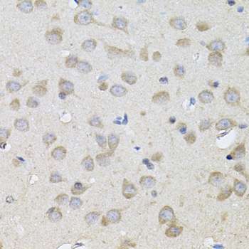SPR Antibody