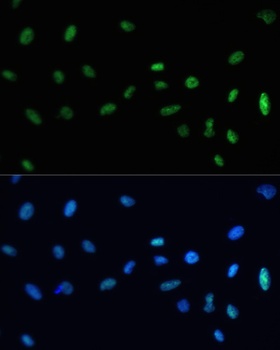 SAFB Antibody