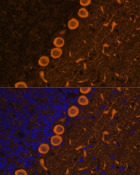 PRKCG Antibody