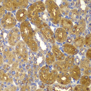 PRKAB1 Antibody