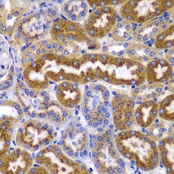 PRKAB1 Antibody