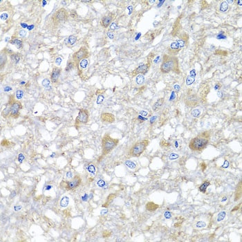 MTX1 Antibody