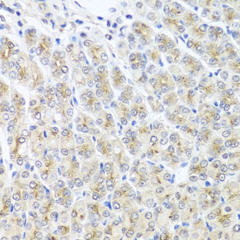 MTX1 Antibody