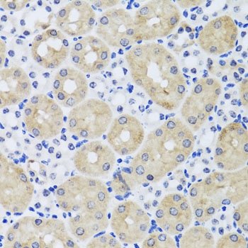 FGF13 Antibody