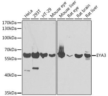 EYA3 Antibody