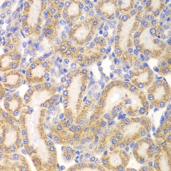 EYA3 Antibody