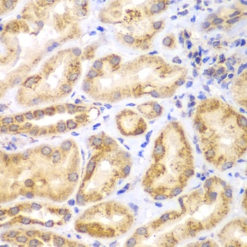 EYA3 Antibody