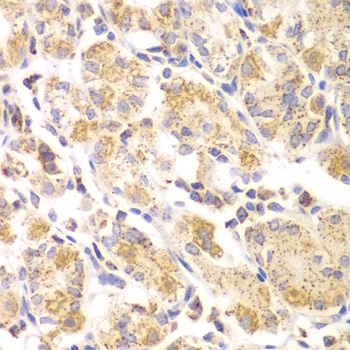 EYA3 Antibody