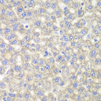 EYA3 Antibody