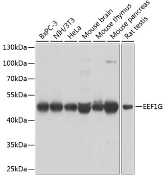 EEF1G Antibody