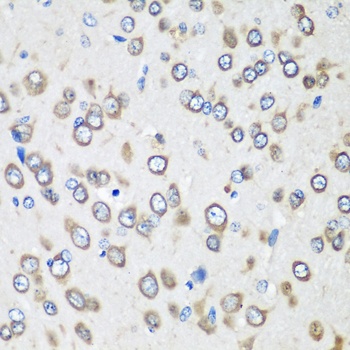 EEF1G Antibody