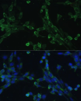 EEF1G Antibody