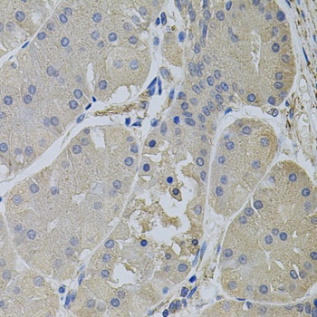CLTC Antibody