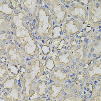 CLTC Antibody