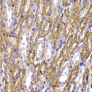 ATP1A1 Antibody