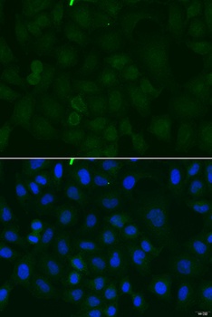 ATP1A1 Antibody