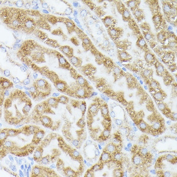 ACAT2 Antibody