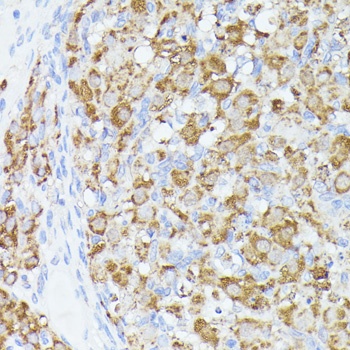 ACAT2 Antibody