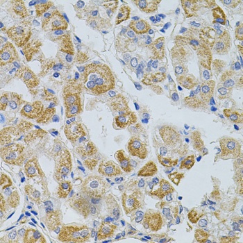 PCSK9 Antibody