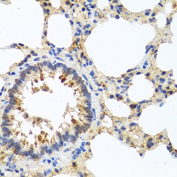 LRG1 Antibody