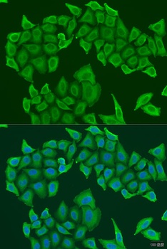 HAUS8 Antibody